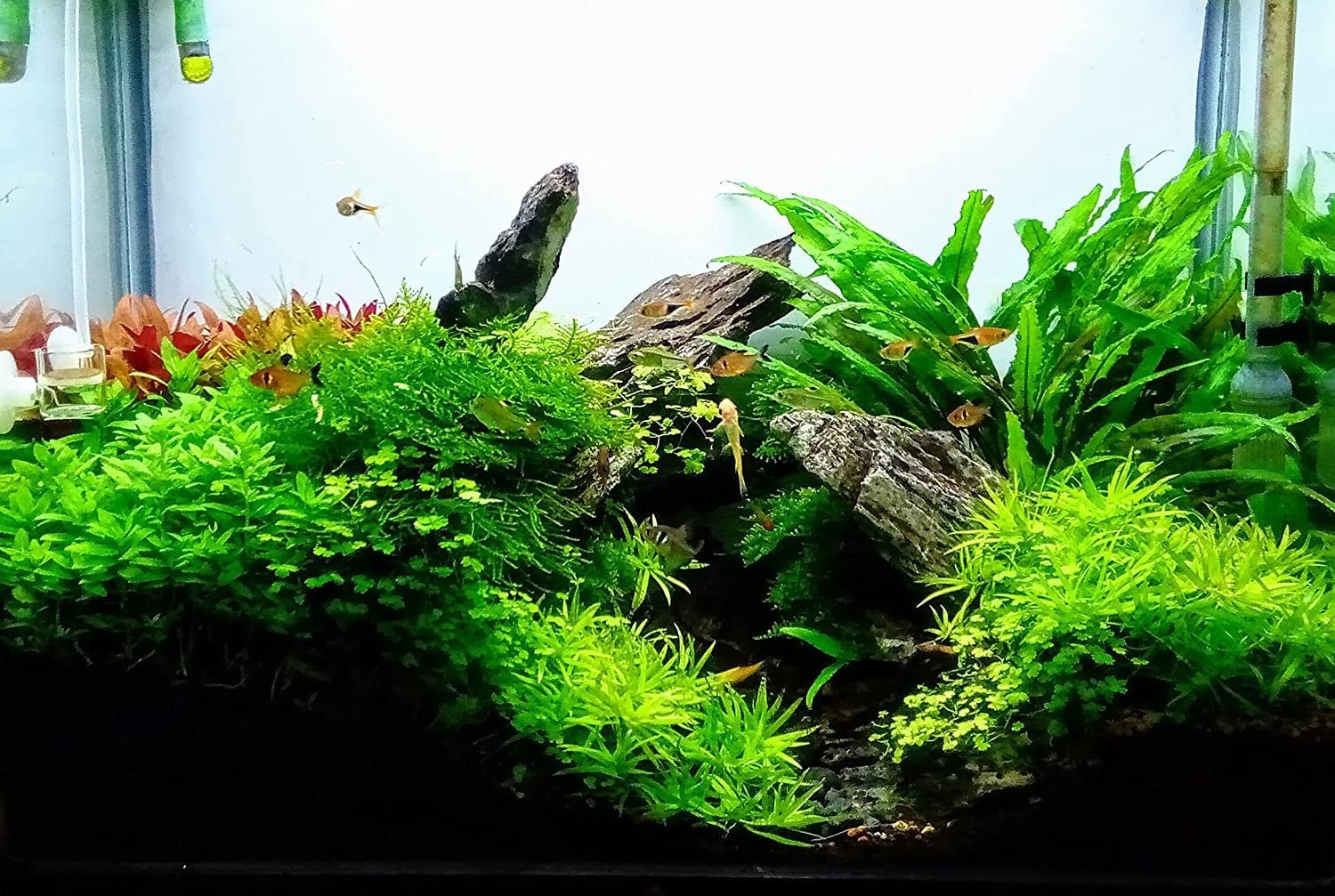 Neo Helios XP-1200 WRGB Planted Aquarium Light - Image 3