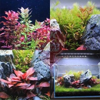 Neo Helios XP-800 WRGB Planted Aquarium Light - Image 2